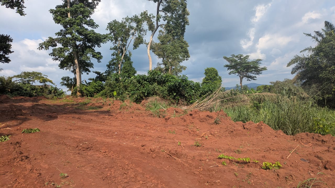 Melly Groupe - Terrains Cameroun